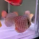 A Grade Discus Fish