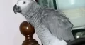 grey parrot