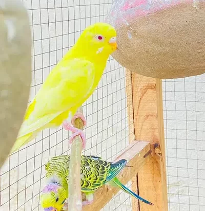 Parrots for sale with cage