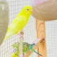 Parrots for sale with cage