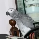 grey parrot