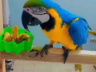 macaw talking parrot for sale