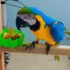 macaw talking parrot for sale