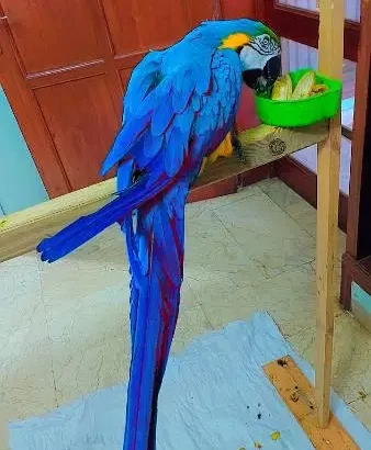 macaw talking parrot for sale