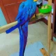 macaw talking parrot for sale