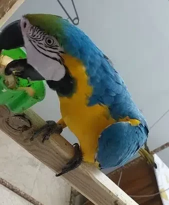 macaw talking parrot for sale