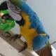 macaw talking parrot for sale