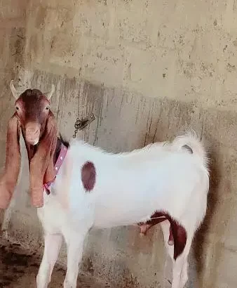 Bakra 2023 Qurbani ( Goat )