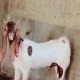 Bakra 2023 Qurbani ( Goat )