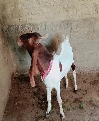 Bakra 2023 Qurbani ( Goat )