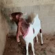 Bakra 2023 Qurbani ( Goat )