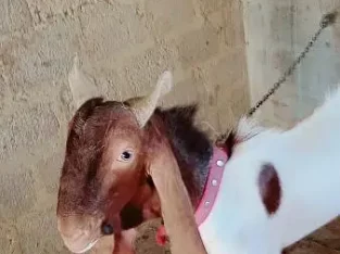 Bakra 2023 Qurbani ( Goat )