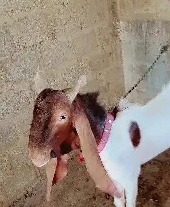 Bakra 2023 Qurbani ( Goat )