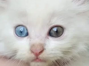 persian kitten