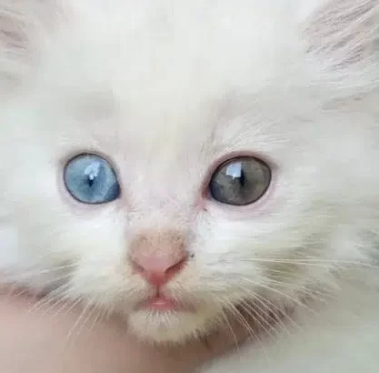 persian kitten