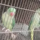 Alexandar Parrot