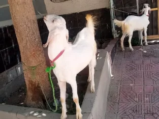 Sindhi Bakra 2 For sale