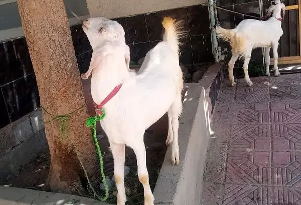 Sindhi Bakra 2 For sale