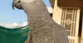 Congo Size African Grey Parrot Handtame