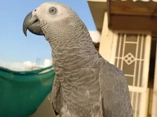 Congo Size African Grey Parrot Handtame