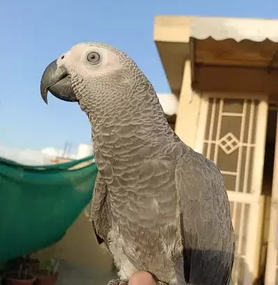 Congo Size African Grey Parrot Handtame