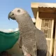 Congo Size African Grey Parrot Handtame