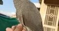 Congo Size African Grey Parrot Handtame