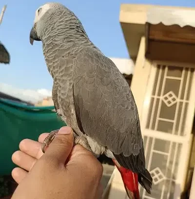 Congo Size African Grey Parrot Handtame