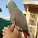 Congo Size African Grey Parrot Handtame