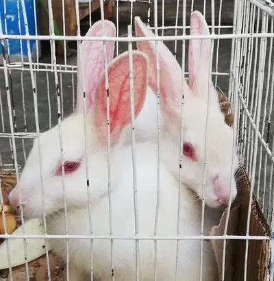 Rabbits