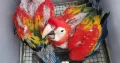 red macaw parrot maccaw chicks