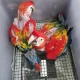 red macaw parrot maccaw chicks