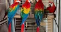 red macaw parrot maccaw chicks