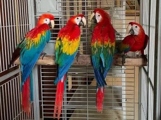 red macaw parrot maccaw chicks