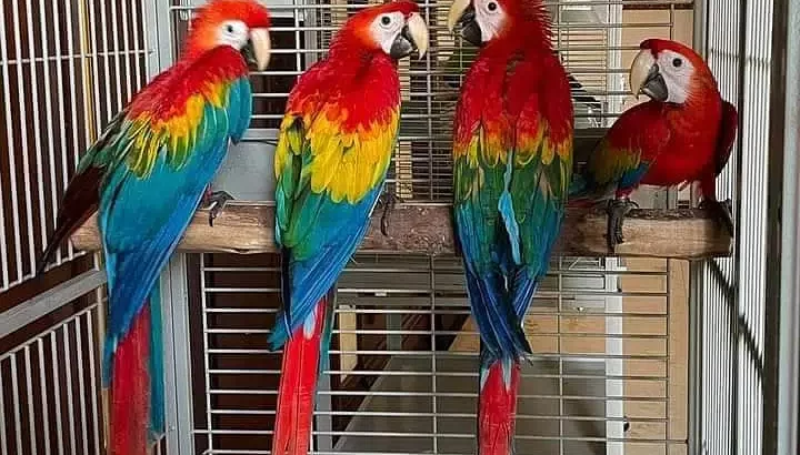 red macaw parrot maccaw chicks