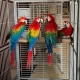 red macaw parrot maccaw chicks