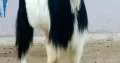 MashaAllah bhht fancy Bakra ha.