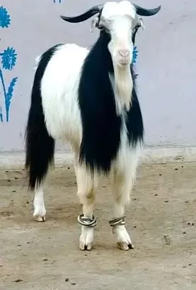 MashaAllah bhht fancy Bakra ha.