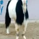 MashaAllah bhht fancy Bakra ha.