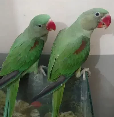 Raw kashmiri parrot