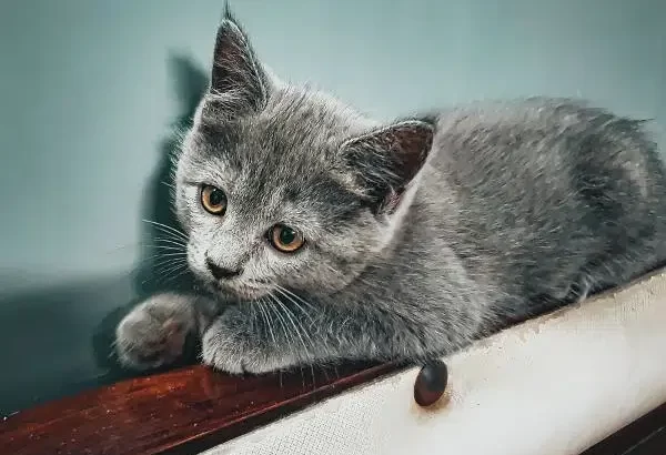 Persian kitten/cat | grey | male