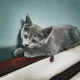 Persian kitten/cat | grey | male