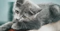 Persian kitten/cat | grey | male