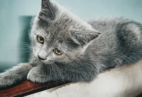 Persian kitten/cat | grey | male