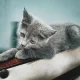 Persian kitten/cat | grey | male