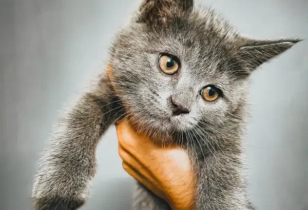 Persian kitten/cat | grey | male