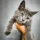 Persian kitten/cat | grey | male