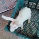 Red eyes pure white Rabbits breeder female with bu