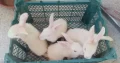 Red eyes pure white Rabbits breeder female with bu