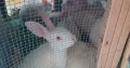 Red eyes pure white Rabbits breeder female with bu